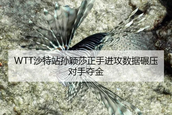 sha-te-zhan-sun-ying-sha-zheng-shou-jin-gong-shu-ju-nian-ya-dui-shou-duo-jin-3-270.jpg